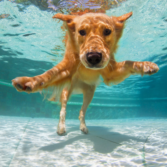 I cani e l'amore per l'acqua