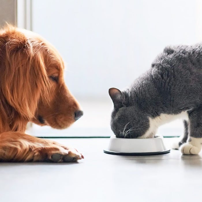 Tasty Pet: L'eccellenza dell'alimentazione Made in Italy