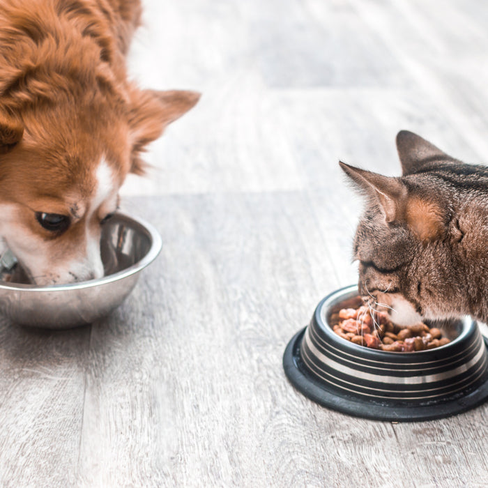 Salute attraverso l'alimentazione: il segreto per un animale domestico felice