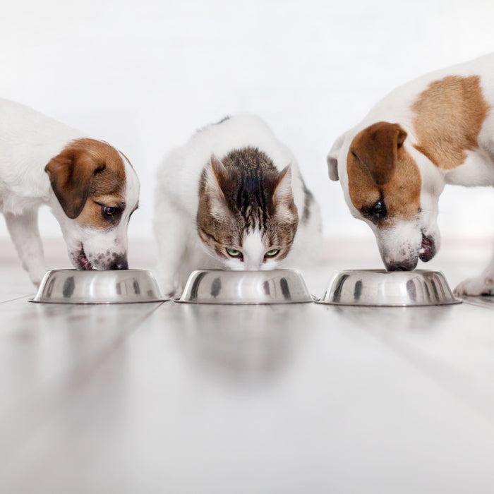 Tasty Pet per cani e gatti: un investimento nella loro salute