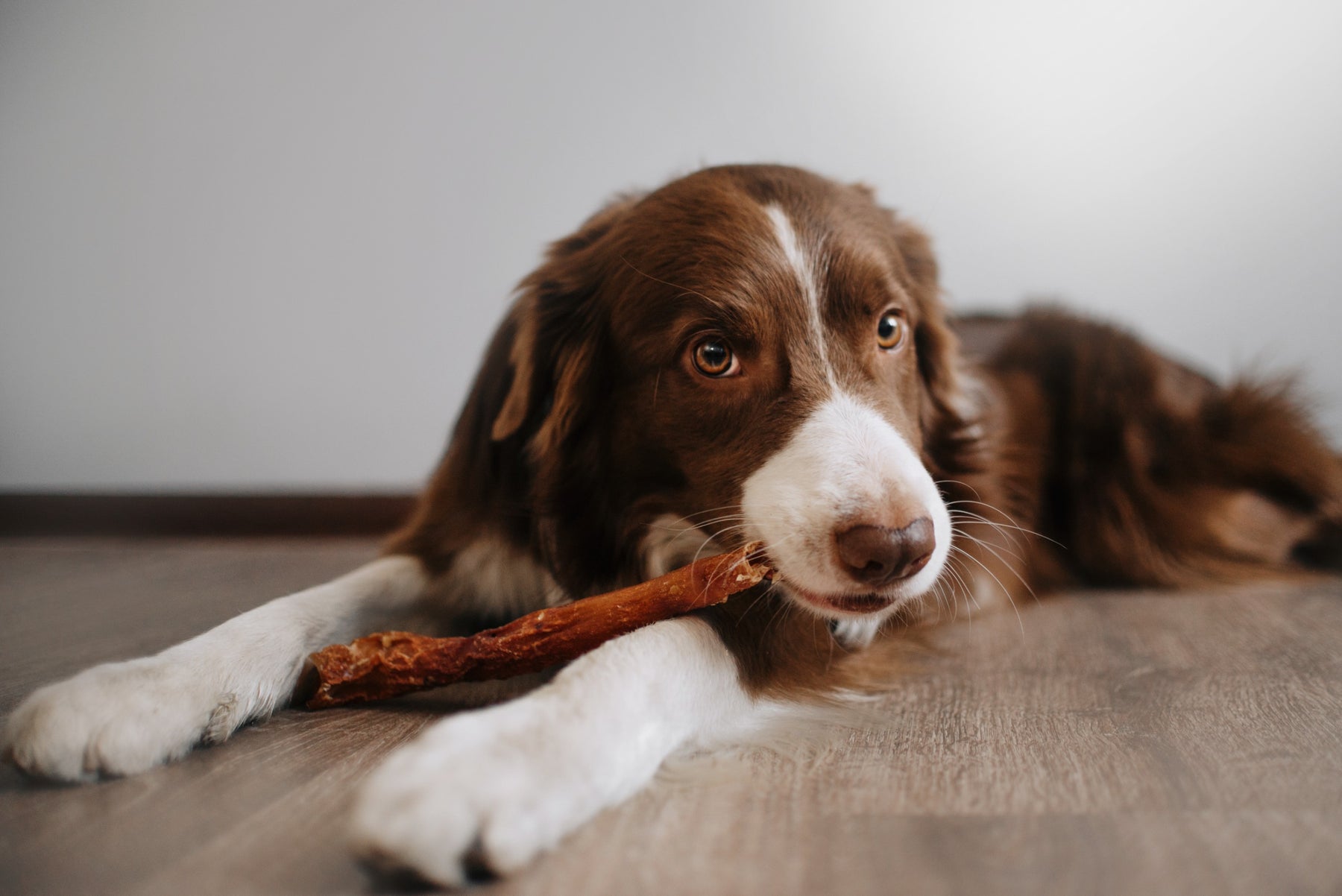 Cosa succede se il cane mangia della cioccolata?