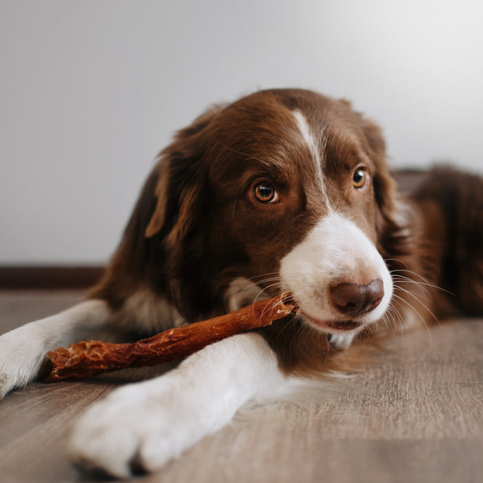 Cosa succede se il cane mangia della cioccolata?