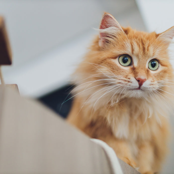 I gatti ingrassano dopo la castrazione o la sterilizzazione?