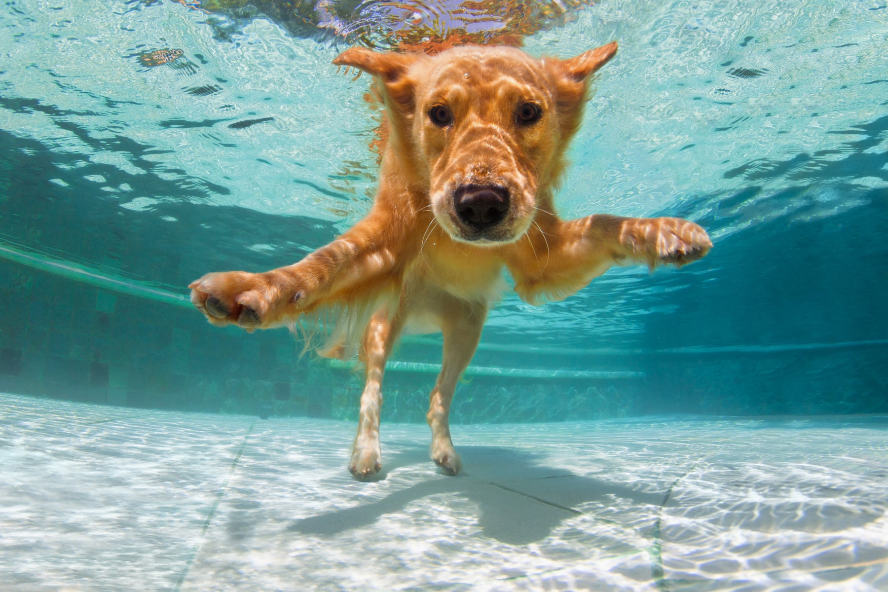 I cani e l'amore per l'acqua