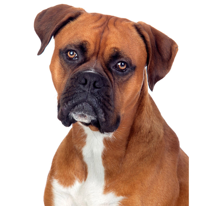 Eating Healthy even for our dog friends
