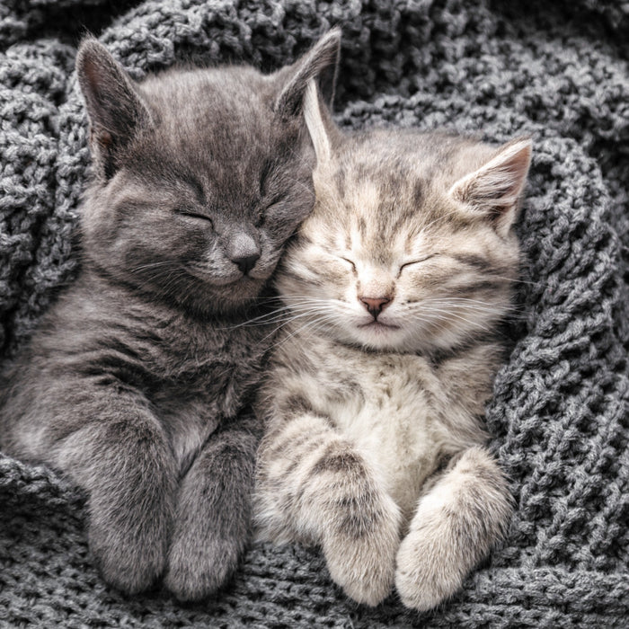 13 fatti divertenti sui gatti