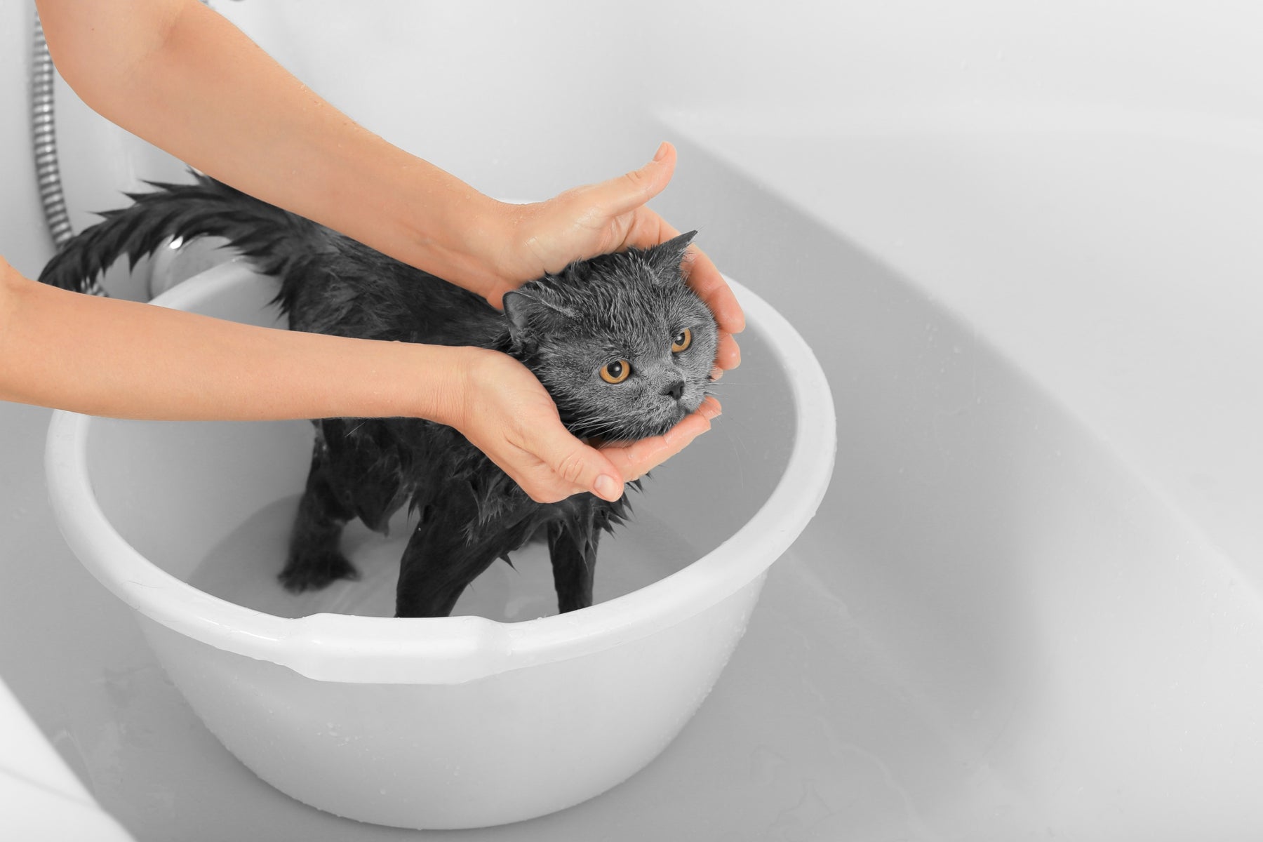 A che età si può fare il bagno a un gatto adulto e a un cucciolo?