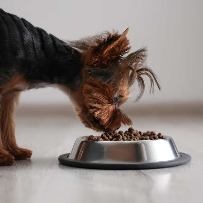 I nostri cani hanno gusto e sanno distinguere i sapori?