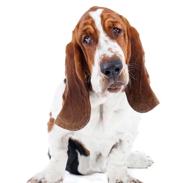 Monoprotein products for dogs, benefits for our friends allergic to certain dietary proteins