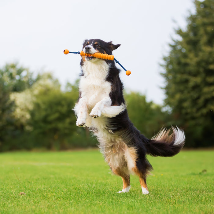 Addestramento del Cane: Sai come educare il tuo animale domestico?