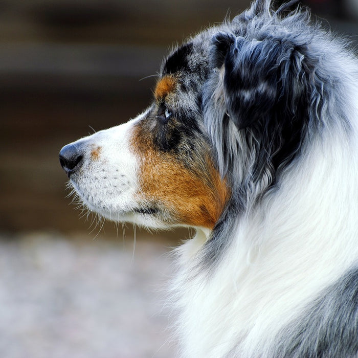Il Cane Pastore Australiano...che non è australiano!
