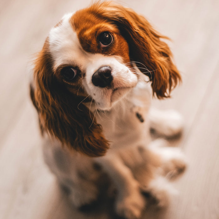 3 comportamenti tipici dei cani