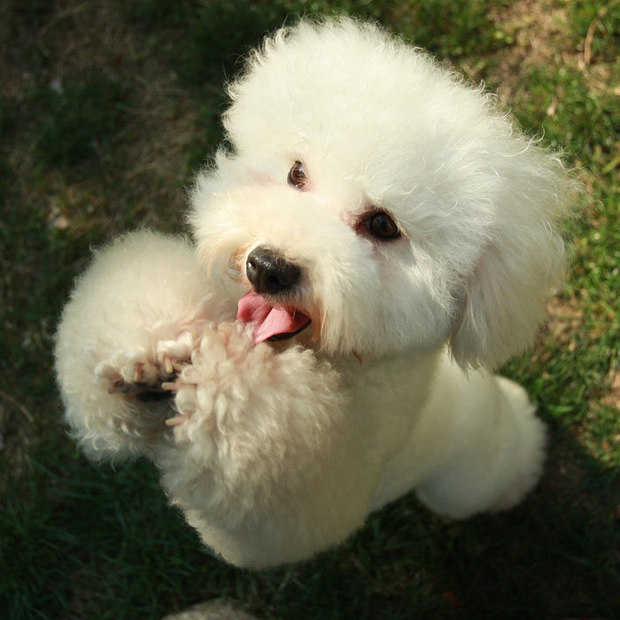 Il Barboncino: un cane nobile