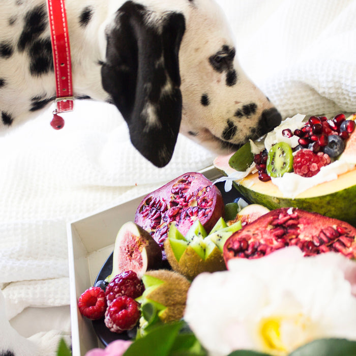 10 frutti che i cani possono mangiare