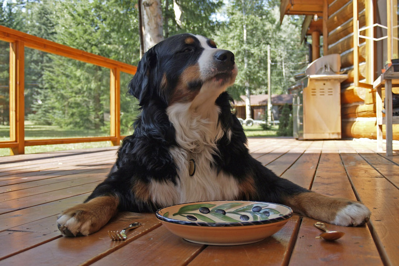 Come comportarsi se il cane si rifiuta di mangiare?