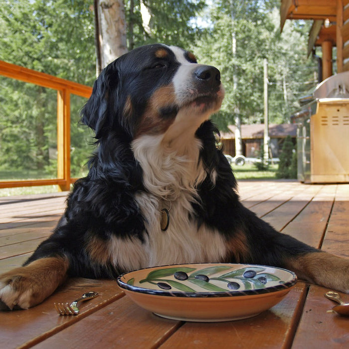 Come comportarsi se il cane si rifiuta di mangiare?