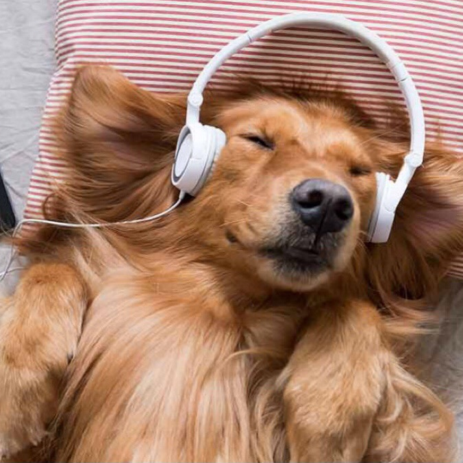 5 consigli per minimizzare lo stress dei cani con i botti di capodanno