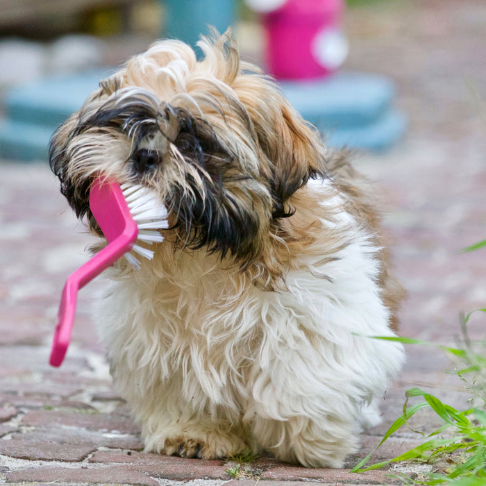 Come pulire i denti ai nostri cani