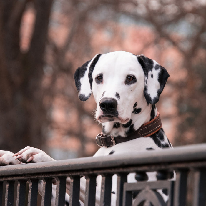 Il dalmata: il cane a macchie