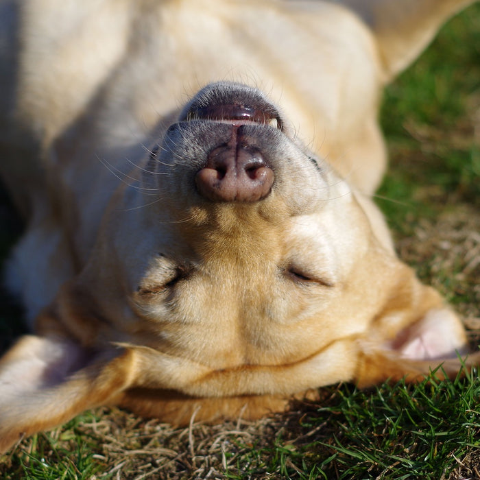 Perché i cani si strusciano nell'erba quando li porti a fare una passeggiata?