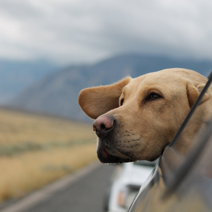 Perchè i cani mettono la testa fuori dal finestrino dell'auto?