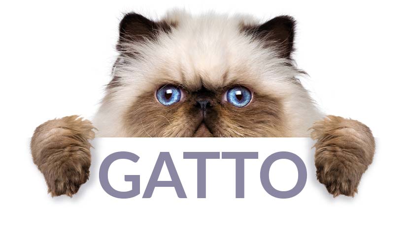 Alimenti completi per gatti